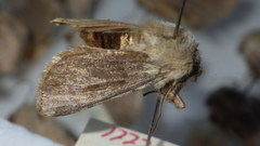 Agrotis simplonia