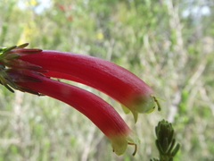 Erica unicolor