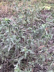 Ambrosia artemisiifolia