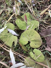 Petasites albus