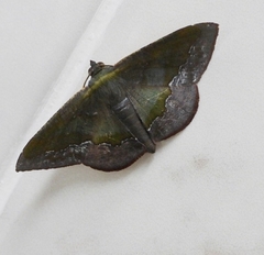 Fascellina meligerys