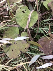 Petasites albus