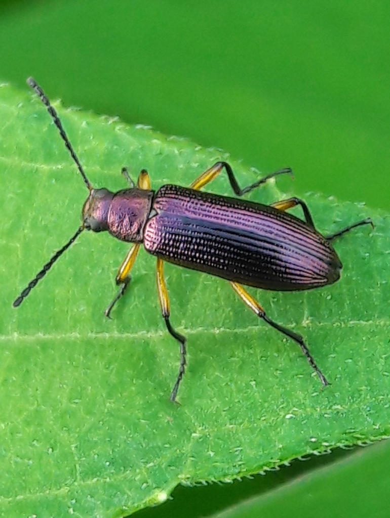 Strongylium purpureum