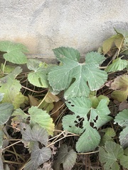 Humulus lupulus