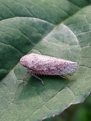Curtara