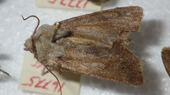 Agrotis simplonia