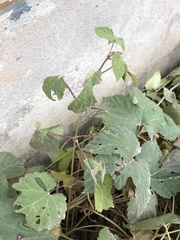 Humulus lupulus