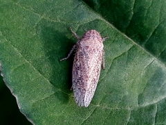 Curtara