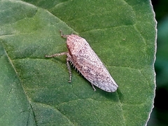 Curtara