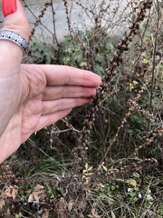 Agrimonia eupatoria
