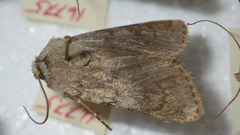 Agrotis simplonia