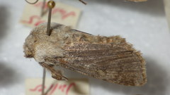 Agrotis simplonia