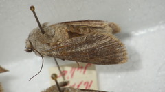 Agrotis simplonia