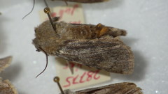Agrotis simplonia
