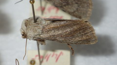 Agrotis simplonia