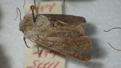 Agrotis simplonia