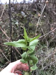 Asteraceae