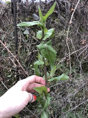 Asteraceae