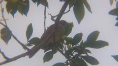 Turdus amaurochalinus