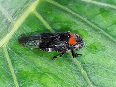 Teletusa
