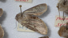 Agrotis simplonia