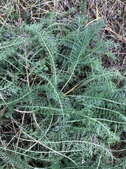 Achillea millefolium