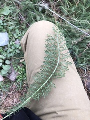 Achillea millefolium