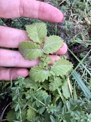 Agrimonia eupatoria