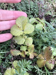 Agrimonia eupatoria