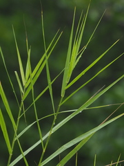 Phragmites vallatoria