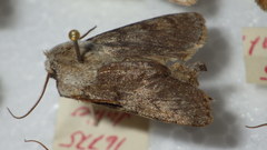Agrotis simplonia