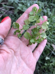 Stellaria media