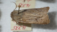Agrotis simplonia