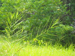 Phragmites vallatoria