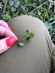 Stellaria media