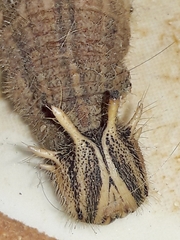 Dusky Owl-Butterfly