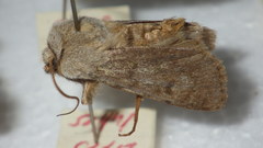 Agrotis simplonia