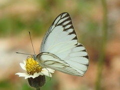 Appias libythea olferna