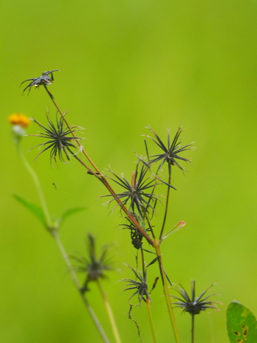 Bidens alba