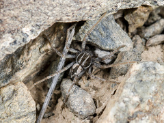 Thanatus mikhailovi