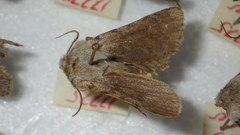 Agrotis simplonia