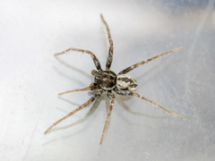 Thanatus mikhailovi