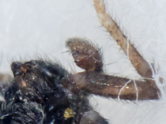 Thanatus mikhailovi