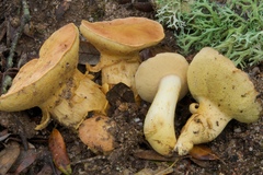 Aureoboletus moravicus