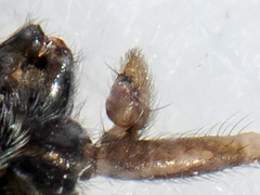 Thanatus mikhailovi