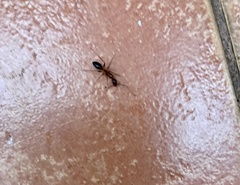 Camponotus