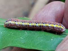 Argyrosticta decumana