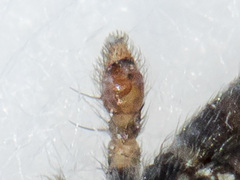 Thanatus mikhailovi