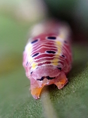 Argyrosticta decumana