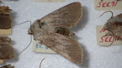 Agrotis simplonia